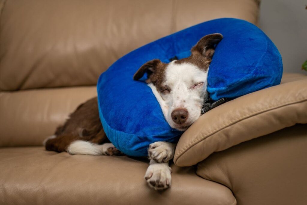 dog sleeping with inflatable collar