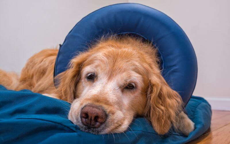 old dog in inflatable collar after surgery