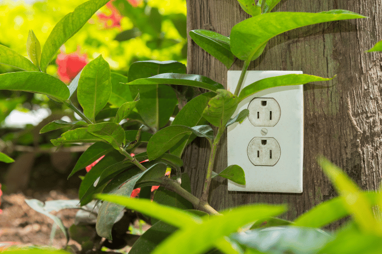 AC outlet on a tree trunk in a garden