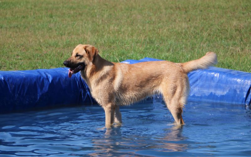 Beautiful brown dog standing in the water of an inflatable pool