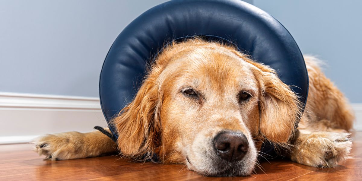 Golden Retriever lying on the floor wearing inflatable collar