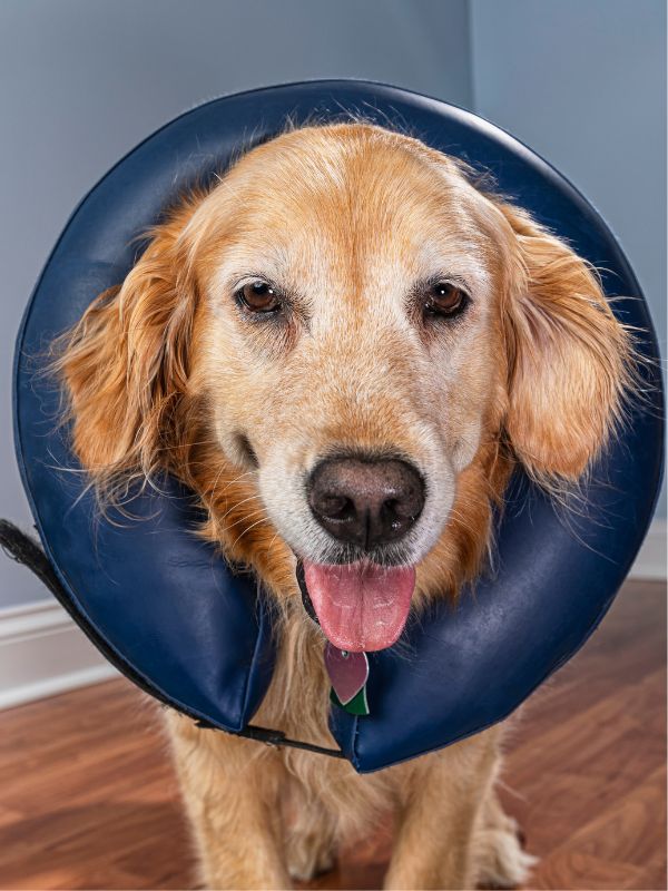 Golden Retriever wearing inflatable dog collar