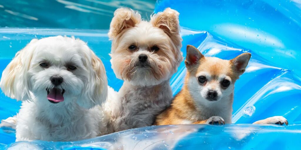 Three adorable dogs floating in the pool