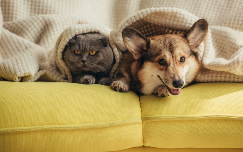 cat and dog lying on sofa