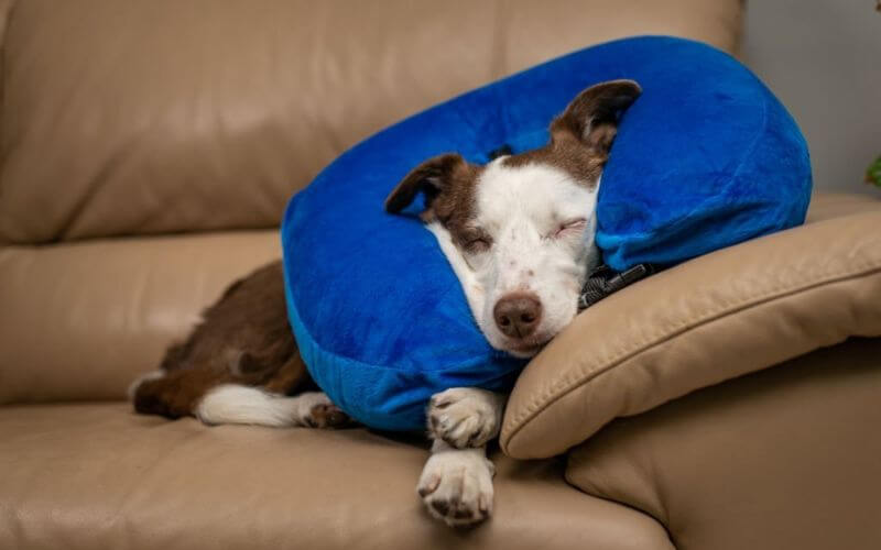 Sleeping dog wearing inflatable collar